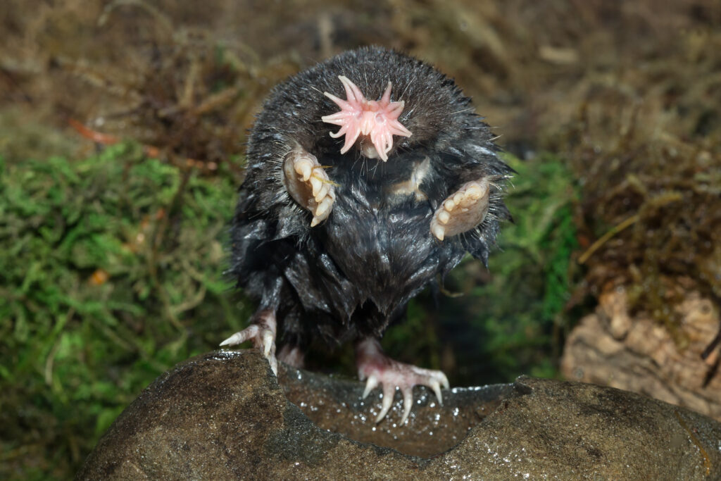 A Star-nosed mole is facing the camera and its pink nose is very visible.