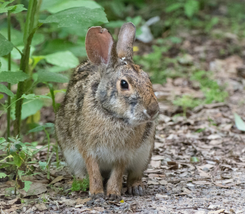 A Swamp Rabbit is standing still and facing the camera from up-close.