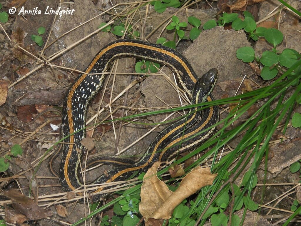 A Texas Garter Snake is curled up resting on flat stones.