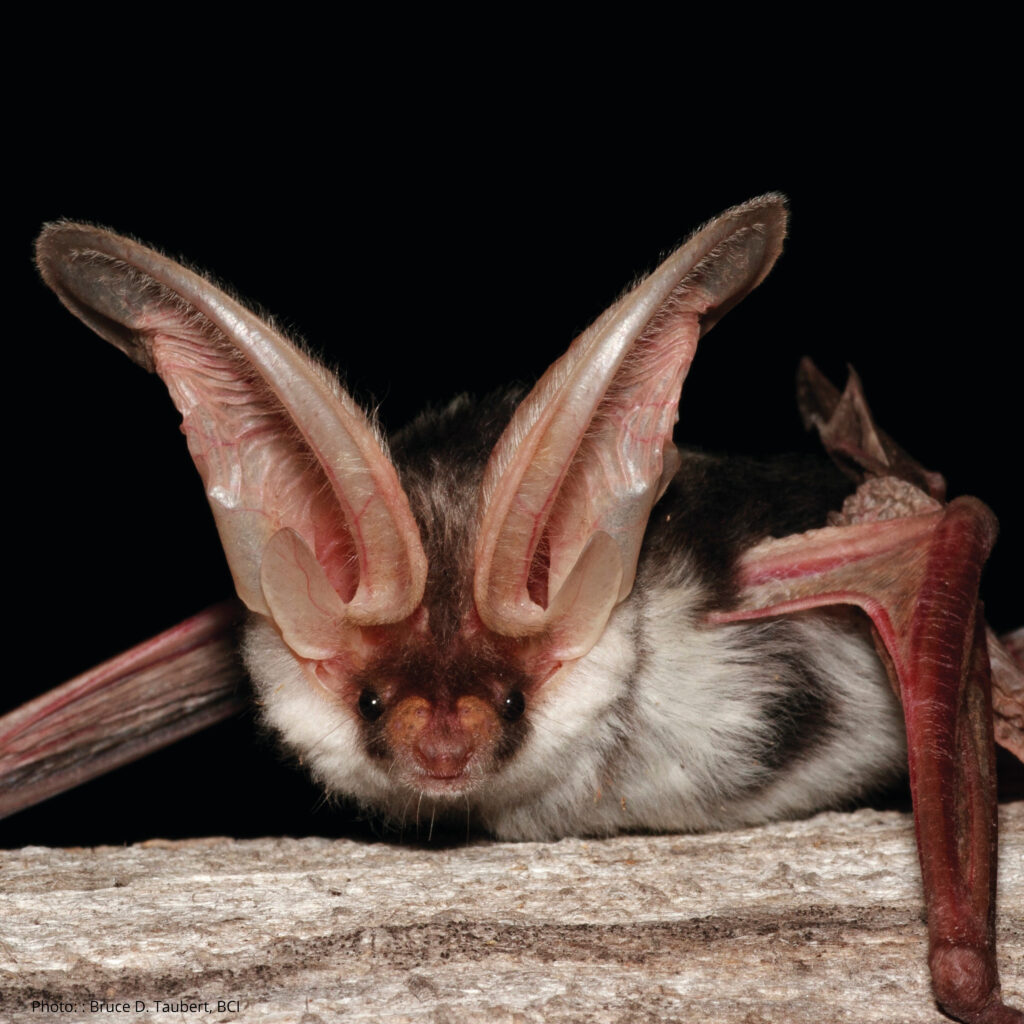 A Spotted Bat, which has huge ears standing upright, is facing the camera while clinging to a wood surface.