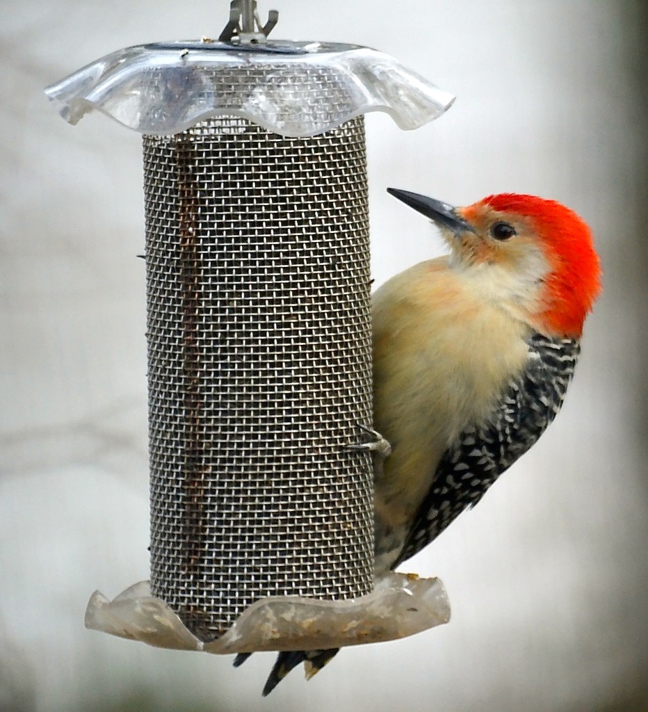 Male Red-bellied Woodpecker clinging to a thistle feeder.