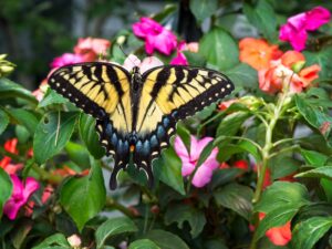 A Tiger Swallowtail, is standing on a pink flower with wings spread, as seen from above.