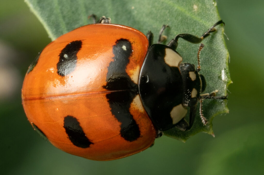 A photo looking down on an orange and black colored Transverse Lady Beetle.