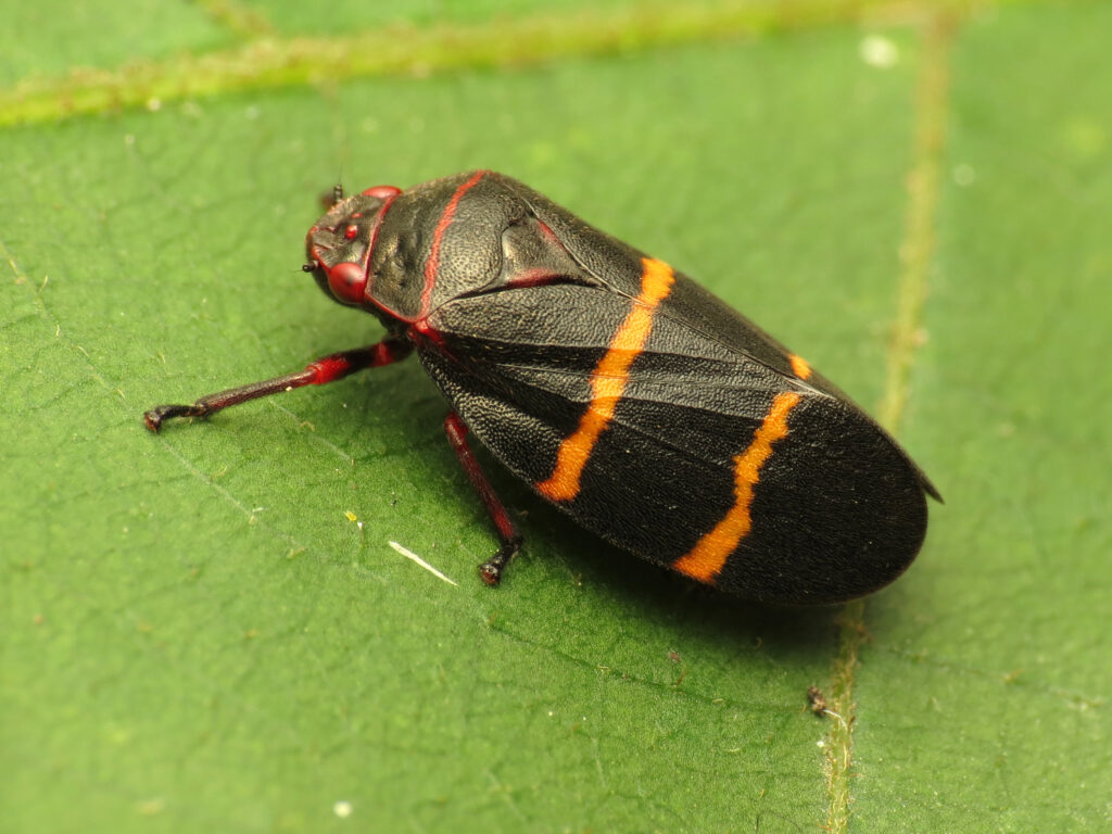 A Two-lined Spittlebug is standing on a green leaf. It's back shows two orange lines going across it.