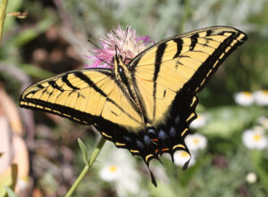 A Two-tailed Swallowtail is standing with wings open on a pink flower, as seen from above.