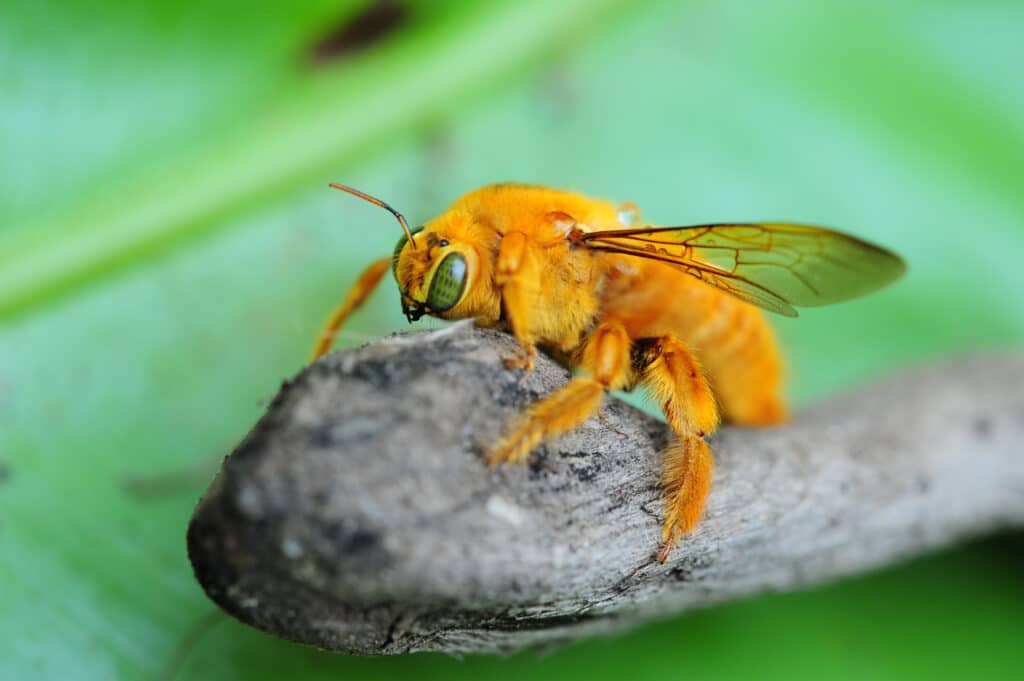 A gold-colored Valley Carpenter Bee standing on a gray twig.