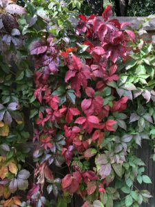 Virginia Creeper vine showing a mix of green and crimson leaves.