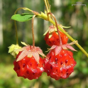 Close up of three berries hanging from a Virginia Strawberry stem.