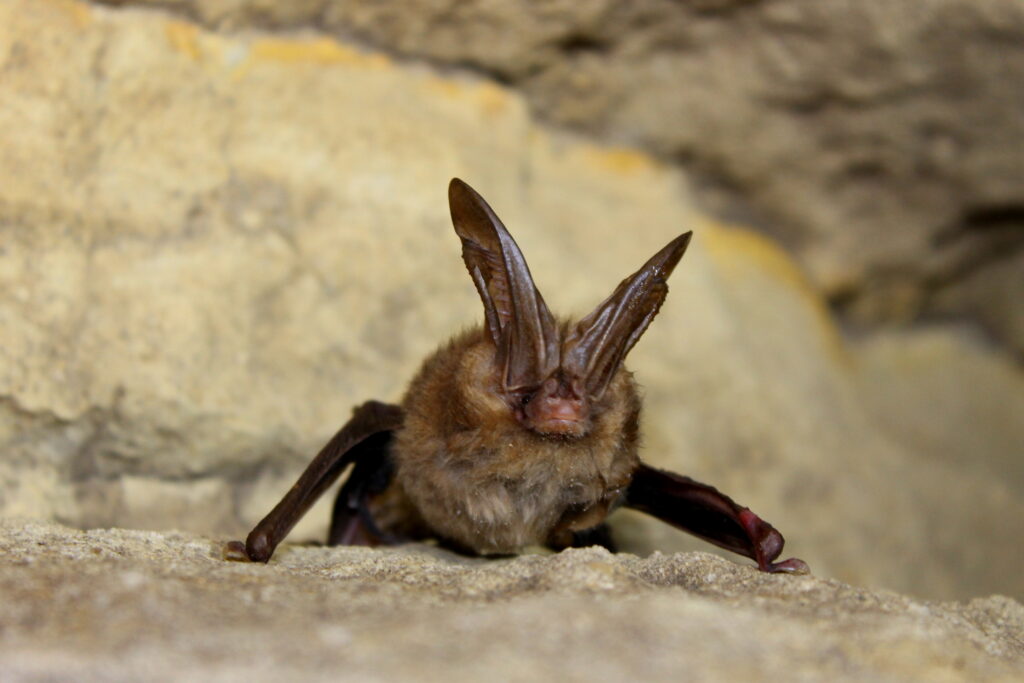 A Virginia Big-eared Bat is clinging head down to a stony surface, facing the camera.