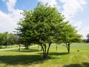 A mature Washington Hawthorn tree.