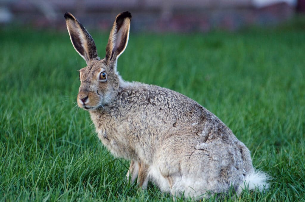 A White-tailed Jackrabbit is seen from the side while sitting. Its head is turned and it's facing the camera.