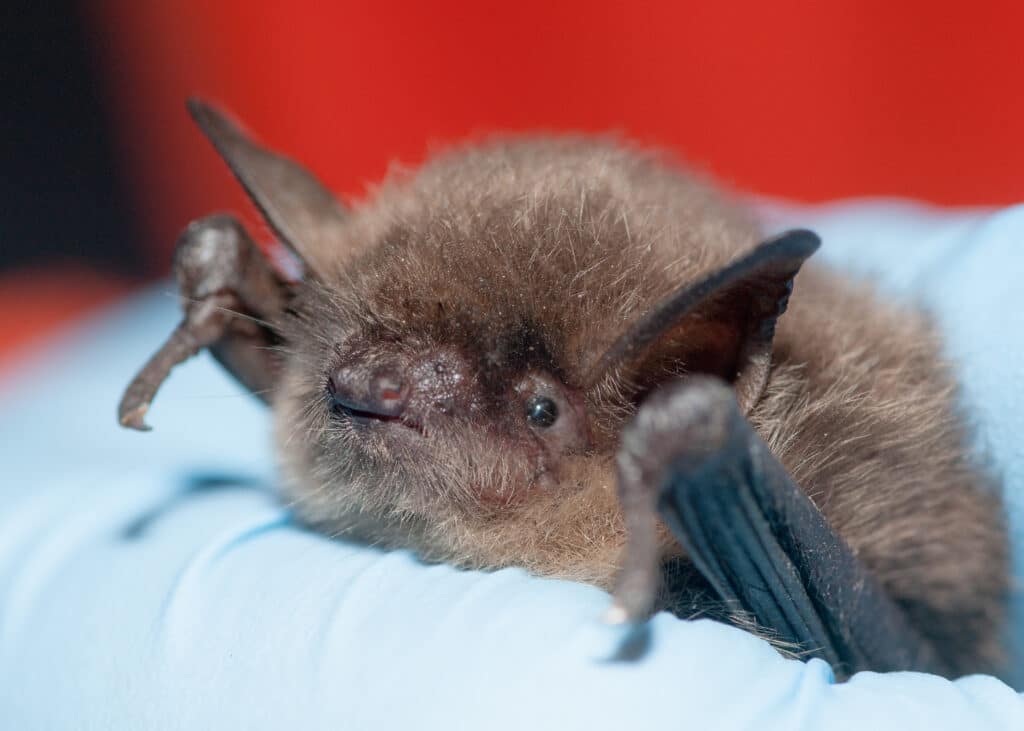 A Yuma Bat is being held in a blue-gloved hand, facing the camera.