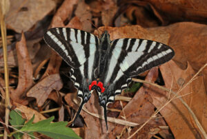 A Zebra Swallowtail, with wings spread open is standing on dry leaves, as seen from above.