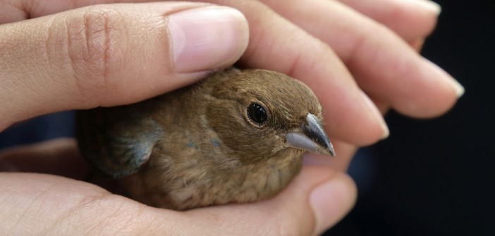 Image of a small bird carefully cradled in a person's hands