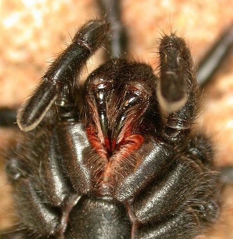 Close up of the large fangs of the Black Wishbone Spider, showing their vertical position.