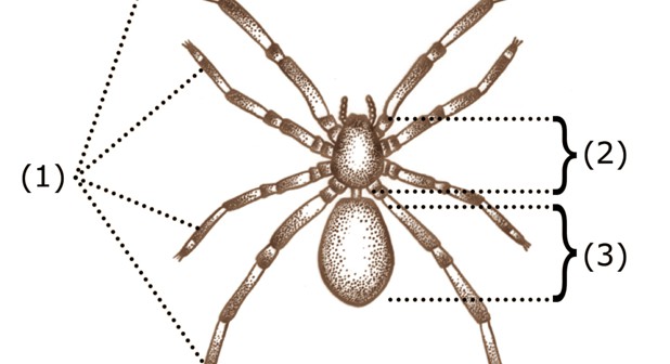All about spiders - Welcome Wildlife