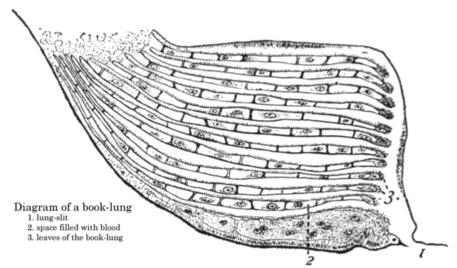 Black-and-white drawing of a spider's book lung, with descriptive labels.