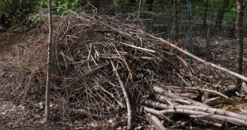 Build a brush pile #