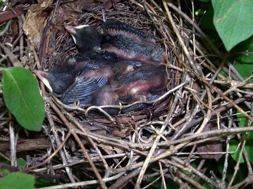 Image of three partially feathered Gray Catbird nestlings in a nest.