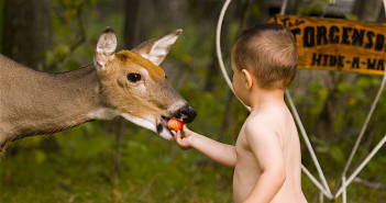 Image of a toddler feeding an apple to a deer.