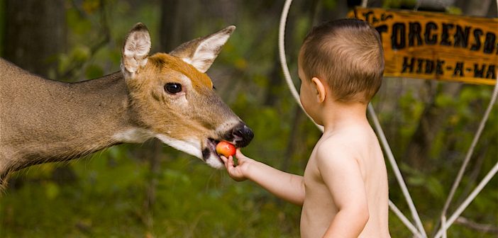 Image of a toddler feeding an apple to a deer.