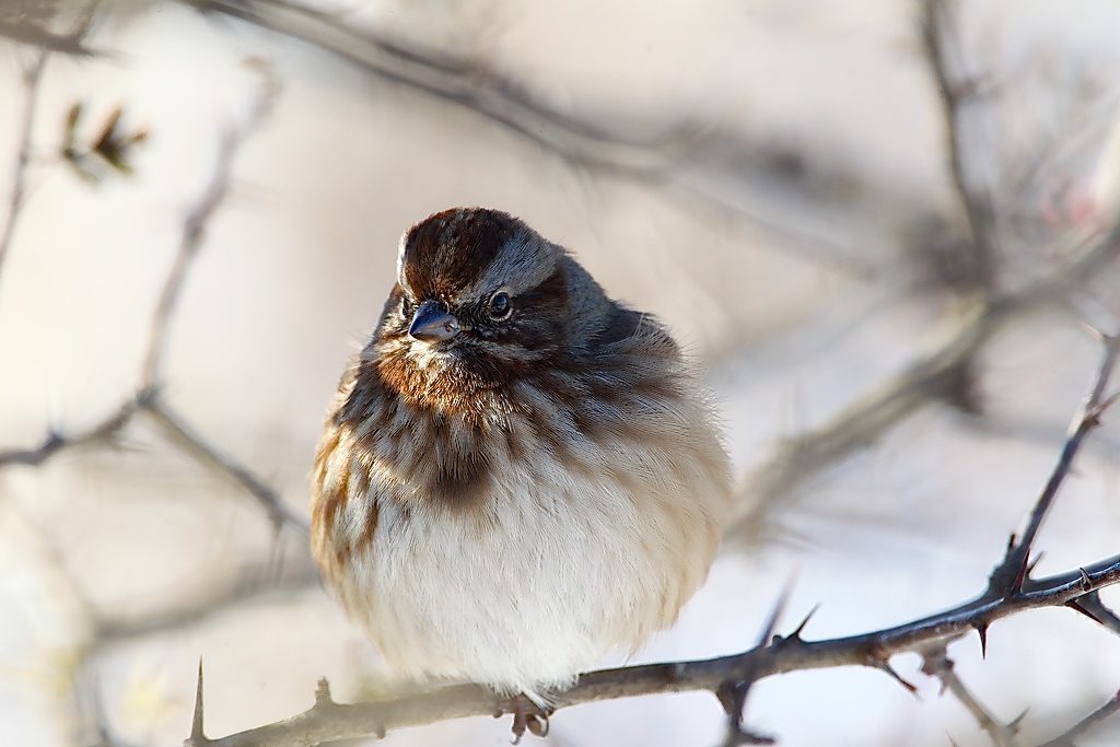 Image of sparrow with feathers all fluffed up to stay warm.