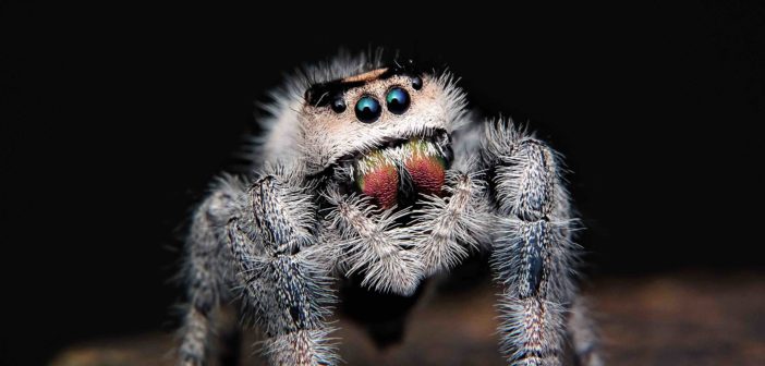 Photo of a grayish, hairy, jumping spider with reddish-colored chelicera.