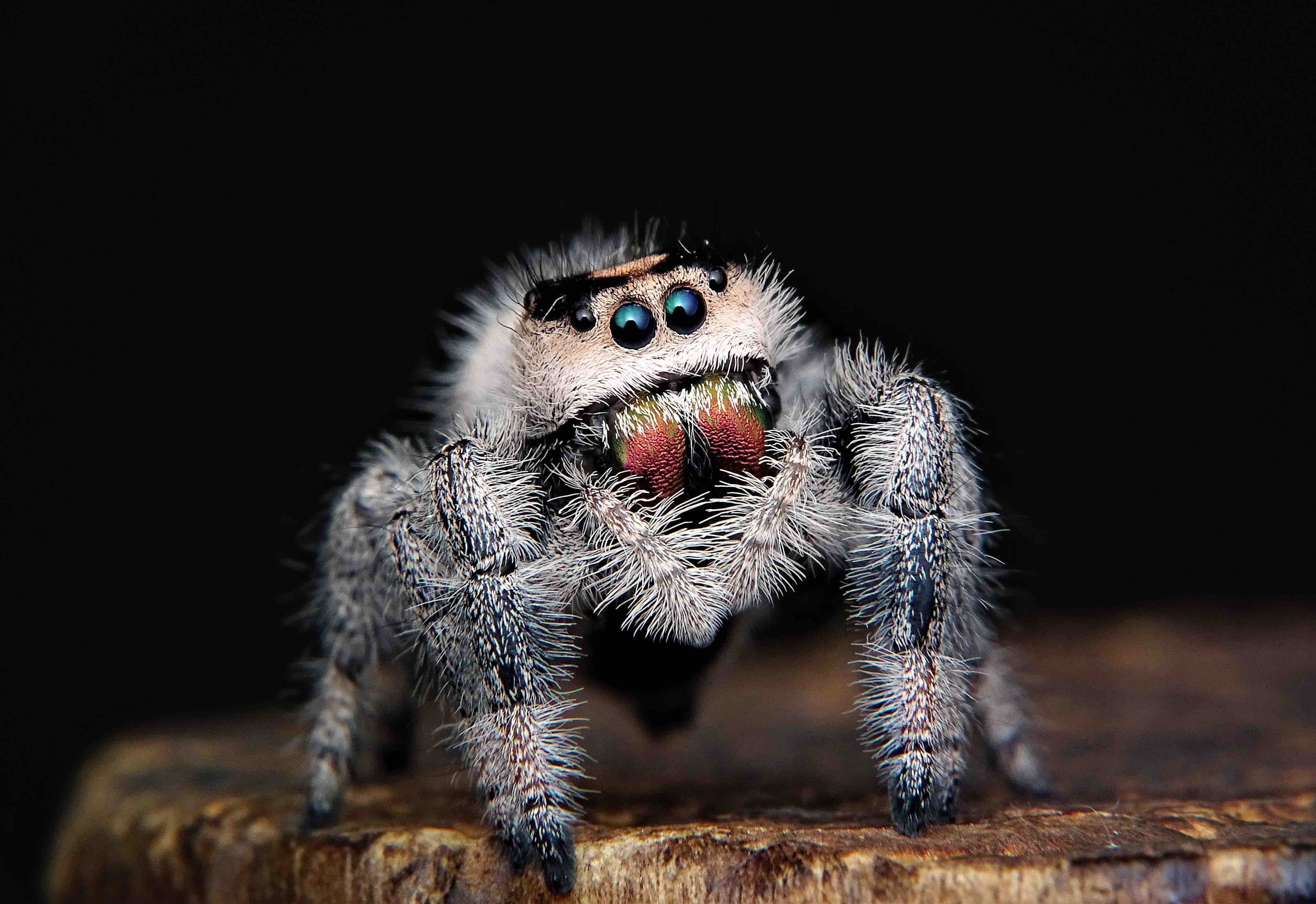 Spider Anatomy: The Different Parts Of A Spider
