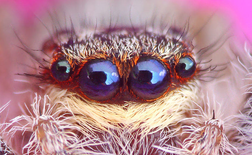 Close up showing the four large front eyes of a species of spider called a jumping spider.