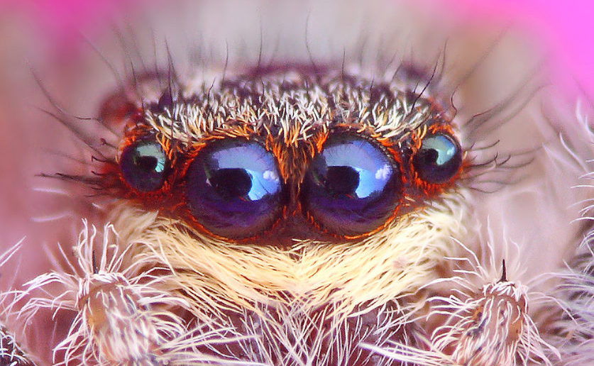 New species of wishbone spiders uncovered in field work