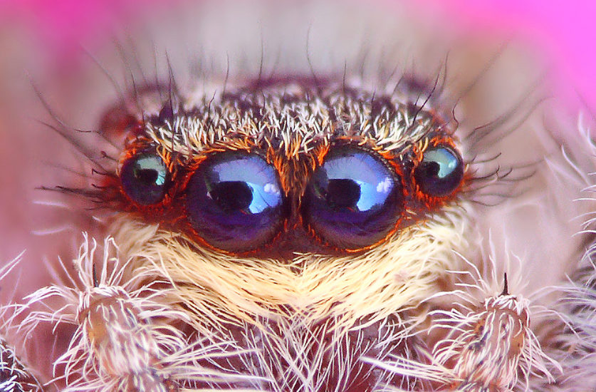 Jumping Spider Identification & Behavior