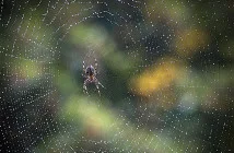 All about spiders: basics, body, behavior - Welcome Wildlife