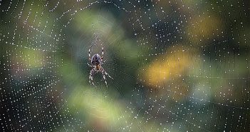 Pretty, dew-covered spiderweb with an orbweaver spider sitting in the center, waiting for prey.