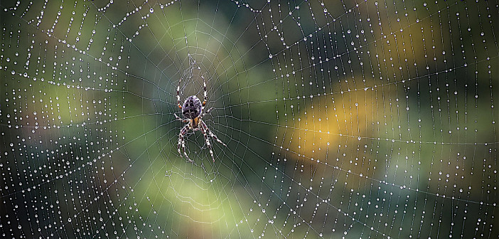 Pretty, dew-covered spiderweb with an orbweaver spider sitting in the center, waiting for prey.