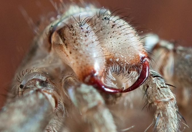 Close up of the large fangs of a spider in the infraorder Araneomorphae, showing their transverse position.