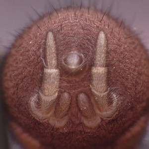 Spinnerets of a female spider (Antrodiaetus pacificus) photo: Kyron Basu / BugGuide.net (CC Lic.)