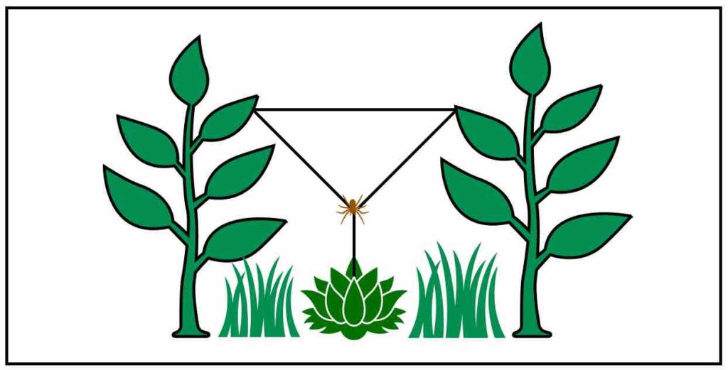 Drawing of a horizontal bridge with lines forming a Y shape hanging down from it.