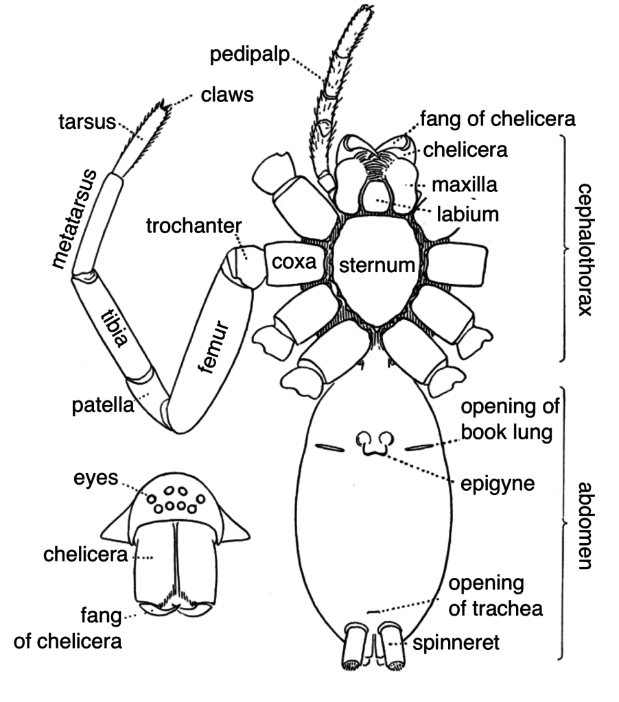 Drawing of spider anatomy including labels for the various body parts.
