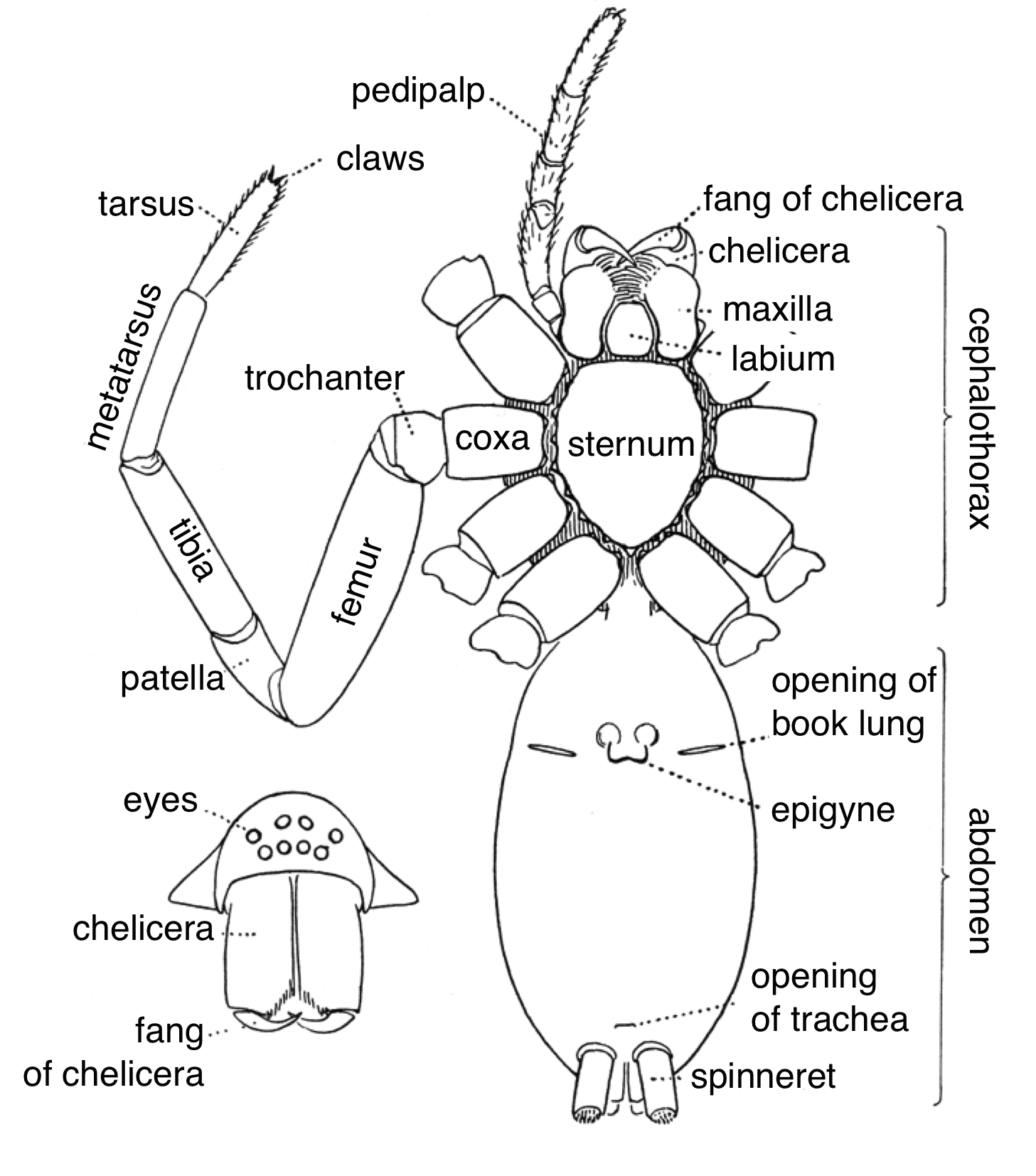 An anatomy diagram of a spider