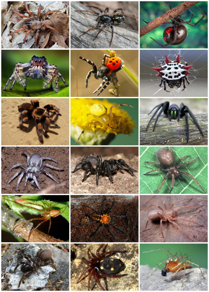 Composite image of nine different spiders, showing their diversity in appearance and colors.