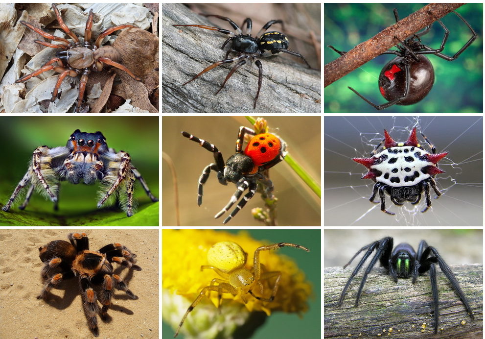 research paper on spider diversity