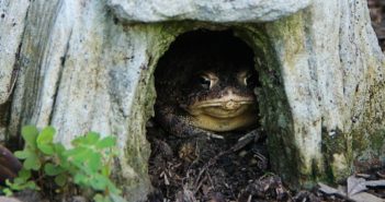 Toad sitting at the entrance to a toad house