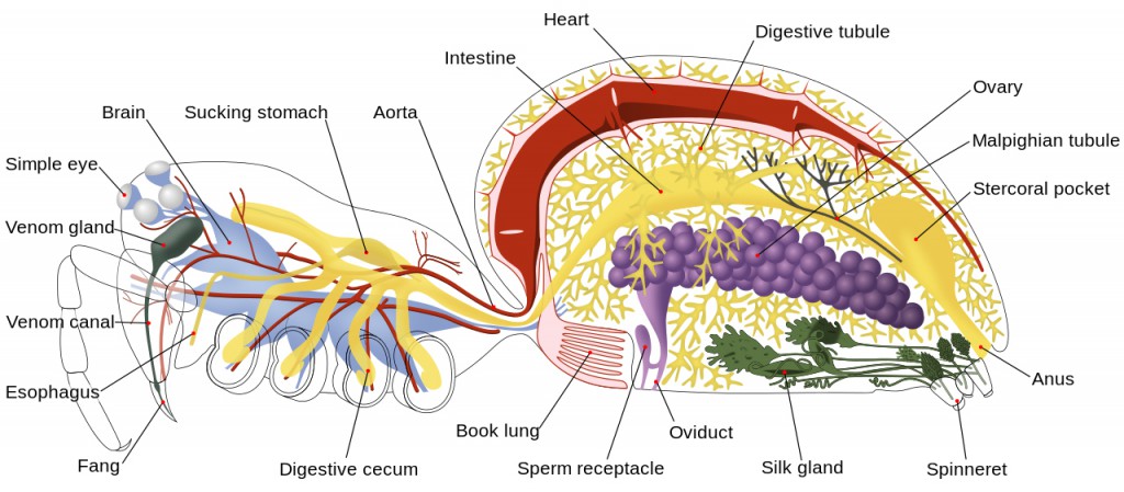 Color illustration showing the external and internal anatomy, with descriptive labels, of a female two-lunged spider.