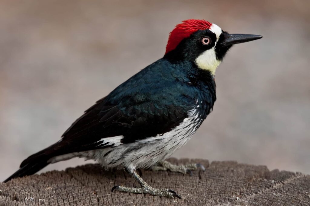 A male Acorn Woodpecker standing on a fence post.