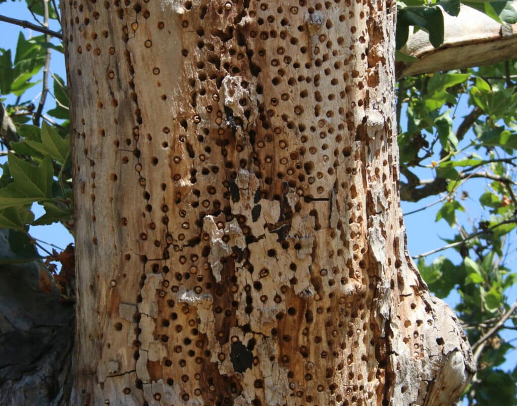 The trunk of a tall tree that's filled with small holes made by Acorn Woodpeckers. There are acorns in the holes.