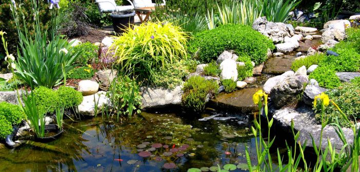 Native plants for a pond - Welcome Wildlife Native plants for a pond - Welcome Wildlife
