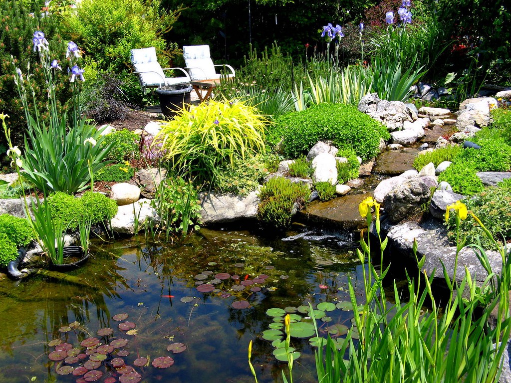 Native Plants For A Pond Welcome Wildlife