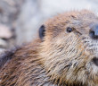 Close up image of a beaver