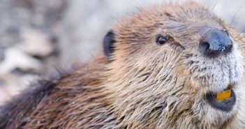 Close up image of a beaver's head.