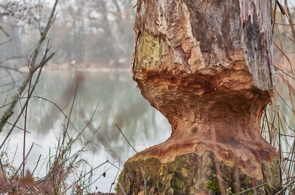 Image of tree that has been gnawed by beavers.